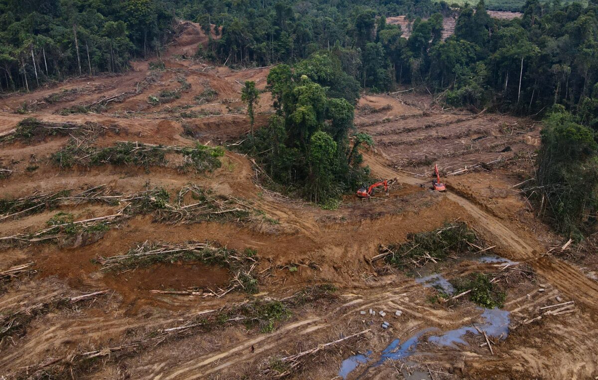Konflik dan Penggundulan Hutan Meningkat di Papua